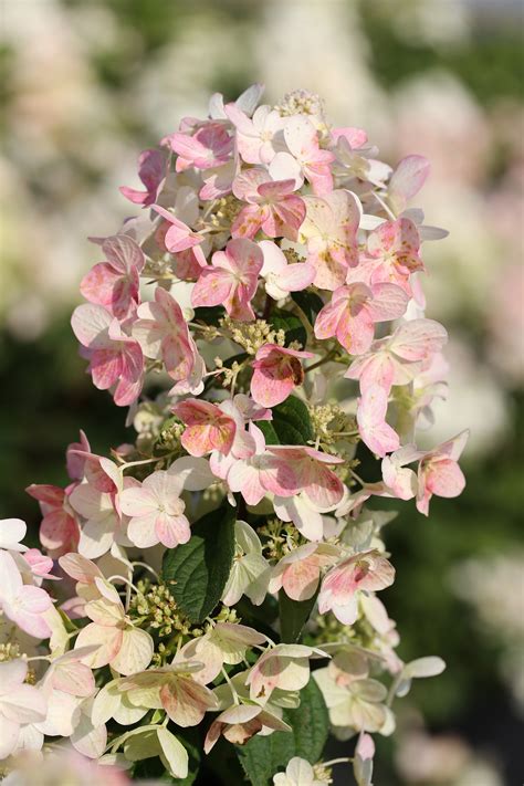 Hydrangea paniculata magical candle: A guide to cultivation and care